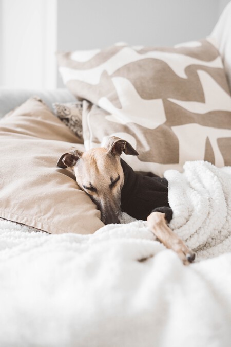 Perro durmiendo placidamente en una cama